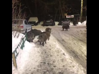 🐗Мытищинских кабанчиков снова засняли

На этот раз они пришли ради пакета у подъезда, но хозяйка пакета оказалась непреклонна и