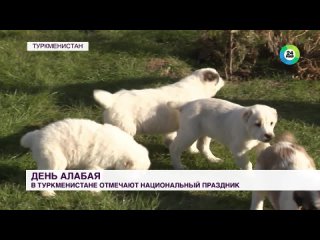День туркменского алабая - как следят за чистотой древней породы в Туркменистане
