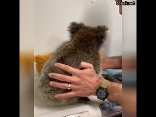 Малыша коалу взвешивают с игрушкой  милые животные