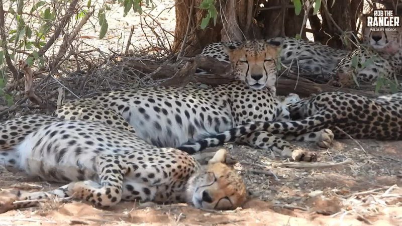 Sleeping Cheetah Family 7 нояб