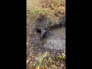 Лось провалился в яму