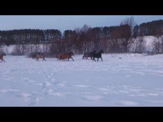 устроили табуну променад