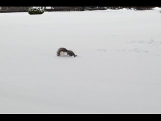 Петергофская белочка играет в снегу