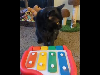 Котихе (коту, кошке) показали звучание игрушечного пианино и она сыграла ColdPlay - clocks