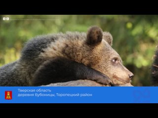 АНО «Центр спасения медвежат-сирот» в Тверской области приступила к выпуску медвежат