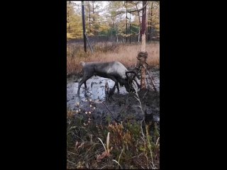 На Сахалине спасли запутавшегося в проводах оленя [№]