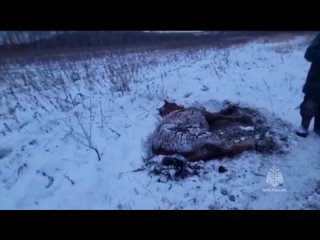 Спасение замерзшей и истощенной лошади в Хабаровском крае