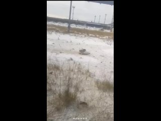 Бездомный котик вылавливает зайцев