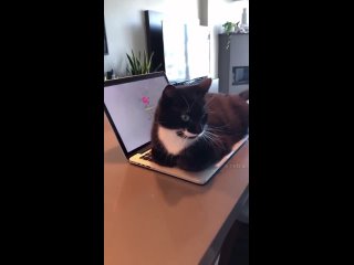 Теперь этот ноутбук принадлежит коту