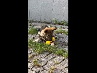 Видео от “Помощь бездомным собакам“ Приют для животных
