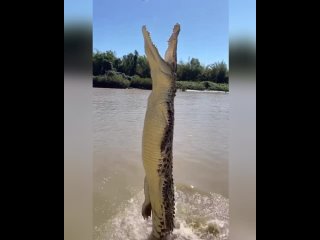 Невероятный прыжок крокодила