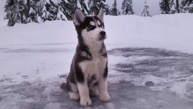 Снежная пятерка, Snow Buddies,