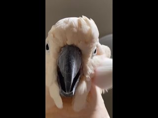 birbs hub(480p) (3).mp4