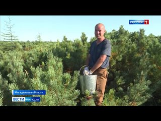 В Магаданской области наладили производство масла из шишек кедрового стланика. Сент.2023 | Магадан