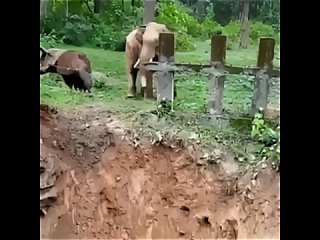 Операция по спасению слона