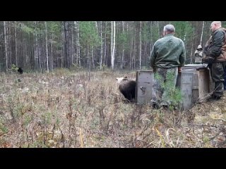 Медвежат Ермака, Тайгу и Лайму вернули в леса Вагайского района Тюменской области.