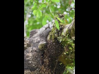 Oriental Honey Buzzard от lovewildgreen