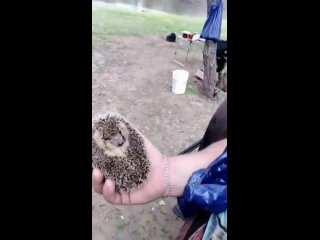 А вы видели как кушает маленький ёжик ? 😊😊😊🦔