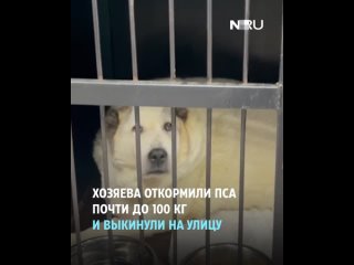 Волонтеры спасают 100-килограммового пса Кругетса