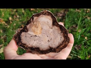 Ископаемый кипарис с корнями (Турция)