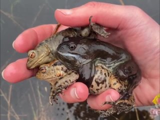 Санта-Барбара 🐸