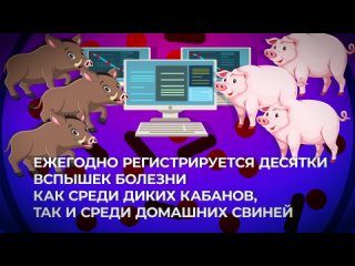 Африканская чума свиней-новый