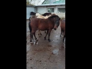 Видео от Арабо-пони из Алеканово
