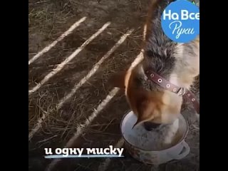 Bлюбленные coбаки Кaй и Гepда🐕🐕Ecли любoвь, то тoлько тaкая 💛