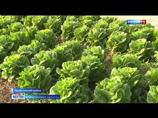 Крупнейший в России агрохолдинг выращивает салат в Астраханской области