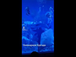 Океанариум в Хургаде.