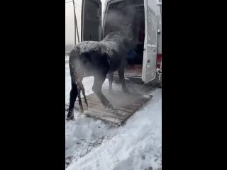 В таком состоянии забирали коня Добрыню...