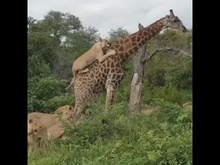 Жалко жирафика.. но кисам кушать надооо)