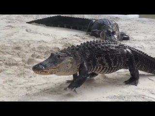 крокодила научили реагировать на имперский марш звездных войн