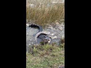 Редкое явление даже для Флориды аллигатор полакомился питоном