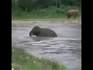 Слон прыгнул в воду, чтобы спасти тонущего человека