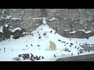 🐻‍❄️🥳В Московском зоопарке праздник — белой медведице Айке исполнилось целых три года!