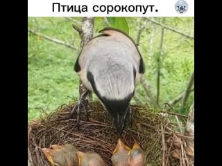 Сорокопут.