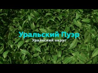 «Уральский Пуэр». Уральский округ. Визитка.