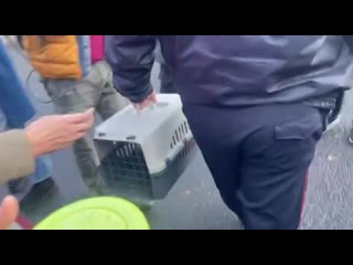Запертого в машине на парковке в центре Москвы кота спасли