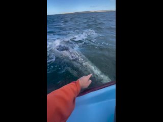 Невероятная встреча с китом, эмоции на всю жизнь останутся.