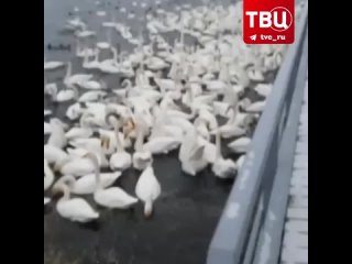Около 800 лебедей прилетели зимовать на Алтай | События ТВЦ