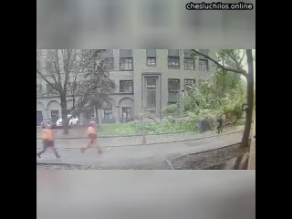 В Москве на девушку рухнуло дерево из-за ветреной погоды. Она выжила, но находится в больнице с пере