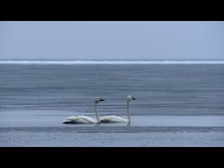 Полярный герой Федор Литке _ @Русское географическое общество