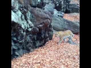 Фотоловушка сняла забавный чих дальневосточного леопарда
