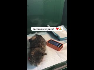 кошечка Тася умирает #помогите. #помощь #кошки #волонтер #москва #кошкавдар