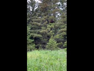 Кто там от медведей на дереве хотел спасаться?))