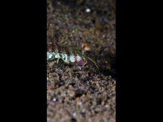 Meet the Pink-Eared Mantis Shrimp