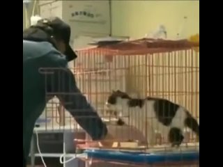Волонтер в кошачьем приюте открыл дверцу, чтобы накормить кота, но он хотел простой человеческой ласки
