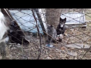 Е.Кис, фото, видео: Лизка зводит друзей.