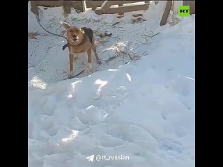 Последствия пожара в доме для передержки животных под Екатеринбургом